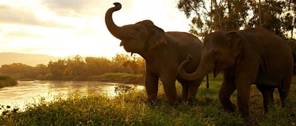 Golden Triangle Elephant Camp